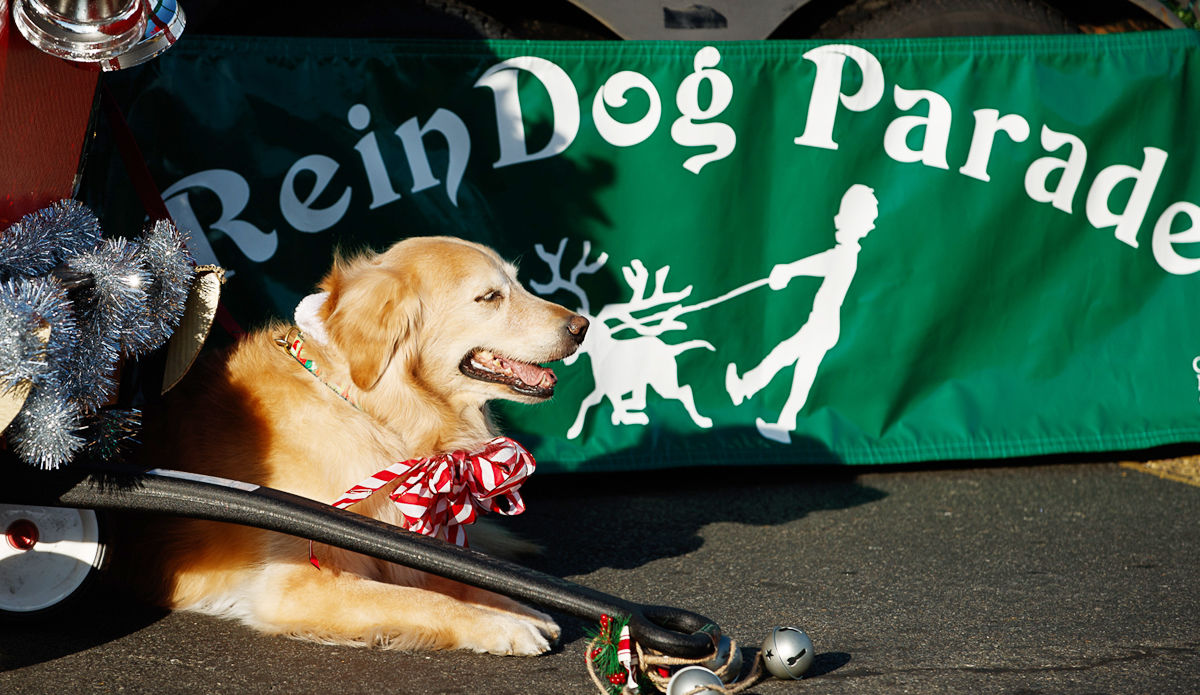 2019 McLean Reindog festivities